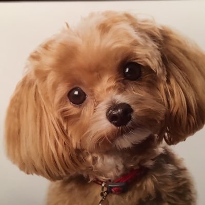 dorisdmaltipoo Profile Picture