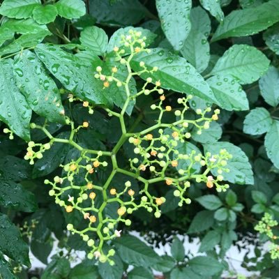 Q6mLRqLGl0LImEa's profile picture. 氷河期の生き残り。5歳男児に振り回される毎日。サイドビジネスのお誘いは不要です。