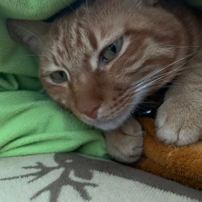 Chun 姫路城行ったけど猫の写真しかない