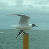 CSJ (@orbit4) 's Twitter Profile