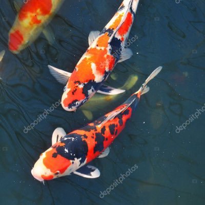 orderpicker22's profile picture. Very outgoing!