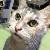 Takaqrobitz (@takaqrobitz) 's Twitter Profile