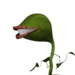 quicalilica's profile picture. quando eu te pegar eu vou pisar no teu pescoço