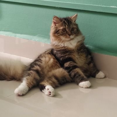 Miraisyah6666's profile picture. .. 2021 hope better year.🥰