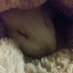 Ardyn Izunia (@baileythegpiggy) Twitter profile photo Ardyn Izunia (@baileythegpiggy) Twitter profile photo
