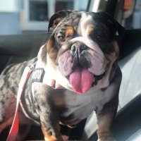 Burrito the English Bulldog(@BulldogBurrito) 's Twitter Profile Photo