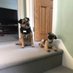 Ned the Menace and Lady Ennis ๐ (@ennisandned) Twitter profile photo Ned the Menace and Lady Ennis ๐ (@ennisandned) Twitter profile photo