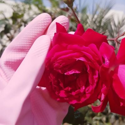 ‏‏ورأيتُ وجهكِ فاح منهُ عبيرٌ 
‏    يا من يُهيم الوردُ في عينيكِ .🌹
🔑 ‎‎‎‎‎‎‎#الخاص_ممنوع