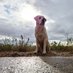 Titán The Labrador (@LabradorTitan) Twitter profile photo