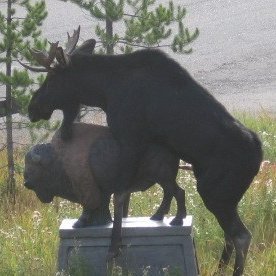 Bull moose on parade