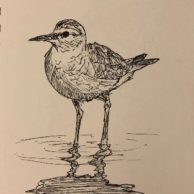 Amateur bird drawer. He/him.