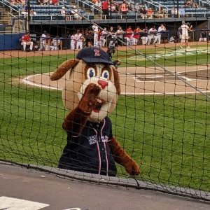 Supporting my Salem Red Sox from the first base line, wearing my cardigan and pushing my bookcart.
Home of the official Millie the Bat Dog fan club.