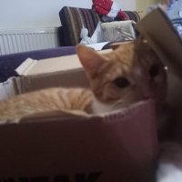 Zuse56 (@zuse56) 's Twitter Profile