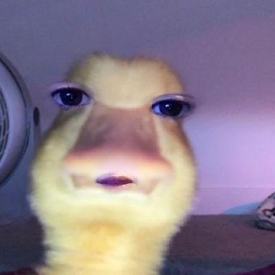 fernetconcocaH's profile picture. que paja poner algo acá