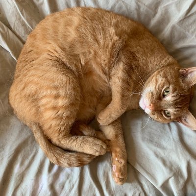 Carson Shelter Cats for Adoption