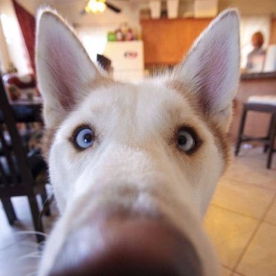 sourcepanic's profile picture. Yet another Steve.