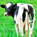The Cow's Arse (@the_cows_arse) Twitter profile photo The Cow's Arse (@the_cows_arse) Twitter profile photo