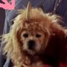 spockshock's profile picture. jasper! ace dyke, butch actor, trek poet. veteran of the shatnoy war. bill shatner is not a friend