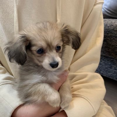 ポメックスのレイくん 変な鳴き声 笑 ポメックス 子犬 ご飯待ち 鳴き声 Yoasobi 待機 ワンって言わない 犬好きさんとつながりたい ポメックスのレイくん 変な鳴き声 笑 ポメックス 子犬 ご飯待ち 鳴き声 Yoasobi 待機 ワンって言わない 犬好きさんとつながりたい