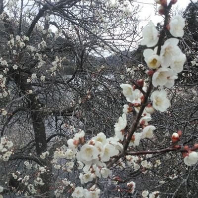 大人スケーター🎵🍀コツコツ練習してるけど、なかなか上手くならず落ち込み気味😅
トウループが怖くてシングル挫折😵アイスダンスやってます🎵
頭悪くて、パターン忘れる天才💝