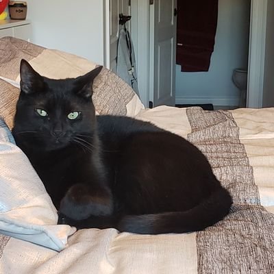 bornblue62's profile picture. 