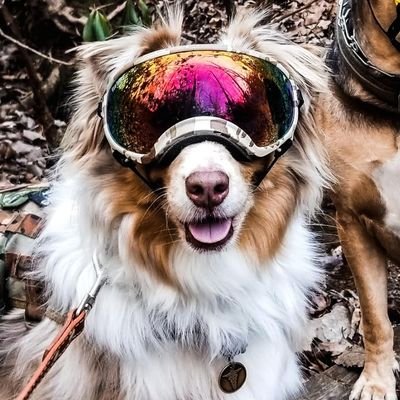 bordercollie27's profile picture. yep that's me stubborn husky