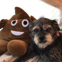 Glenna(@Glenna_DogsRule) 's Twitter Profile Photo