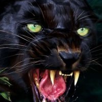 Antigansoganso (@antigansoganso) 's Twitter Profile Photo Antigansoganso (@antigansoganso) 's Twitter Profile Photo
