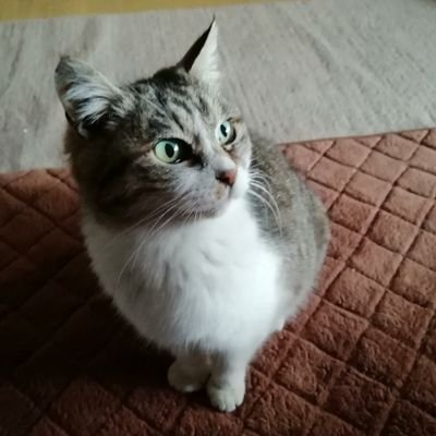 VTAvJuEf1iqcRCu's profile picture. 運動嫌いですが尻トレに目覚めました。猫好き。ダイエットとエロに興味津々。見た目は年相応にみえないと言われるアラフォー女子。宝石、天然石、パワーストーン、占い、スピリチュアル大好きです。

人懐こい猫(=ﾟωﾟ=)略して恋猫と呼んでくださいね☺️