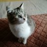 VTAvJuEf1iqcRCu's profile picture. 運動嫌いですが尻トレに目覚めました。猫好き。ダイエットとエロに興味津々。見た目は年相応にみえないと言われるアラフォー女子。宝石、天然石、パワーストーン、占い、スピリチュアル大好きです。

人懐こい猫(=ﾟωﾟ=)略して恋猫と呼んでくださいね☺️