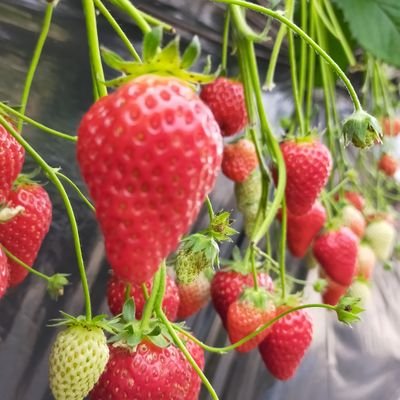 AVAVAV24134242's profile picture. 首都圏でパンチラ系を制作しています。モデルさん募集していますので、気軽にDMください。#同人AV #個撮 #個人撮影 #セクシーモデル #パンチラ #パンチラモデル