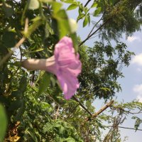 kaamyaab (@kaamyaab5) 's Twitter Profile