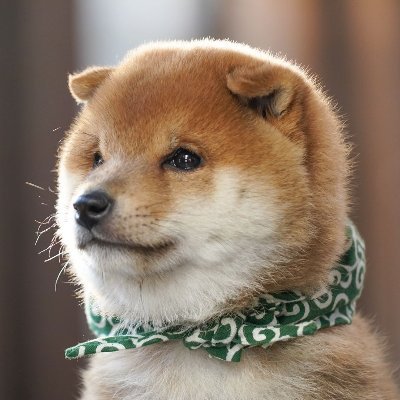 「和風総本家」でおなじみ柴犬の豆助。唐草模様の風呂敷がチャームポイントYoutube:https://t.co/D1fx8ahiPA★https://t.co/IxNzul6o0H★グッズ:https://t.co/JwEQSYDzkc