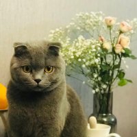 Homer (@hama) 's Twitter Profile