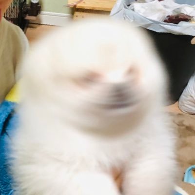 ちくわ(白ポメ(クリーム疑惑有))と飼い主(おかーたん)によるアカウント。2020.12.4生まれ。 コメントあんまり返せません…LINEスタンプはこちら↓