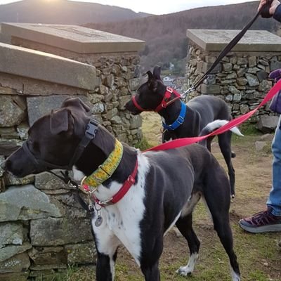 Self catering cottage Innerleithen, Scot Borders Love #dogs  #MTB, #Familyfriendly Assisted #access Around an hour from Edinburgh EPC rated D (all bills incl)