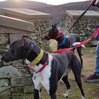 Cosaig Cottage & Lurchers Max & Oscar(@CosaigInners) 's Twitter Profile Photo