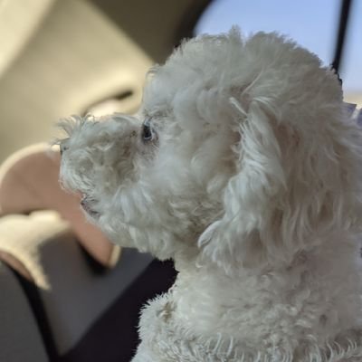 さすらいらいさんのプロフィール画像