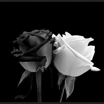 AkterMuslema's profile picture. Graphic Designer