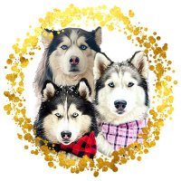 The Olympian Huskies (@huskiesolympian) 's Twitter Profile