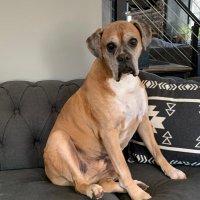 Amy’s Boxer Dogs(@inntothenight) 's Twitter Profile Photo