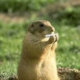 Ich kann nicht alles Kommentarlos hinnehmen, ich bin halt kein Lemming, ich wünschte mir, es wären mehr so. Dann meldet euch bei mir! Ich blogge alle 0-Trolle!