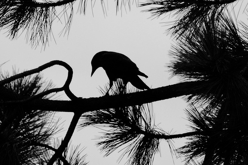 Furious_crow's profile picture. 