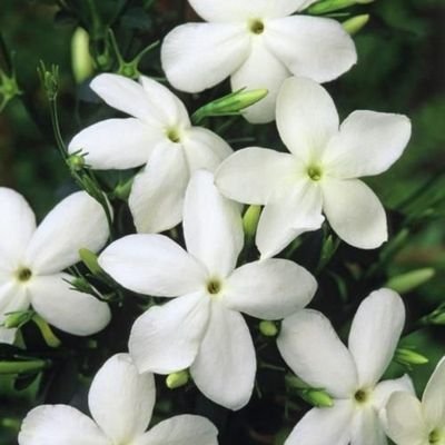 OMER___99's profile picture. کس لیے دیکھتی ہو آئینہ 

تم تو خود سے بھی خوب صورت ہو 

 🇵🇰🇹🇷