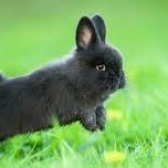 chatregiraud's profile picture. i am crazy