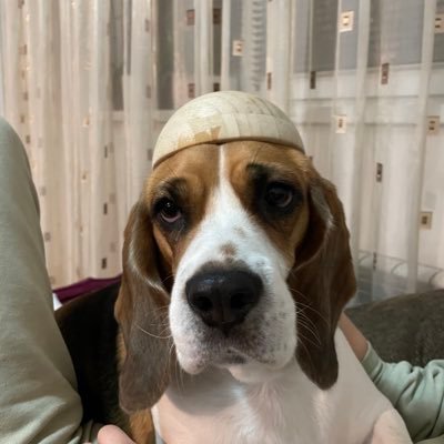 DenisVeli4's profile picture. 
