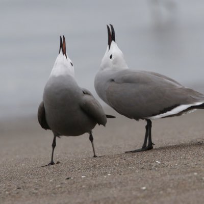 Life long Kent Birder! Local patch Walmer Beach where I live! Mad on Birds, Mammals, Butterflies, Snakes, plus Photography, Sketching & Painting and Rock Music!