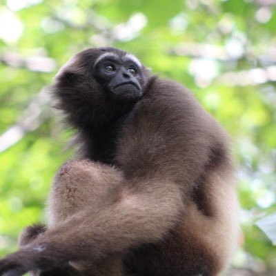 EFPrimatology Profile Picture