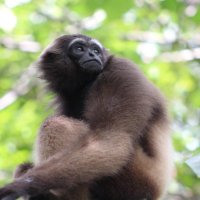 EFP-Primatology (@efprimatology) 's Twitter Profile Photo EFP-Primatology (@efprimatology) 's Twitter Profile Photo