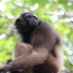 EFP-Primatology (@EFPrimatology) Twitter profile photo